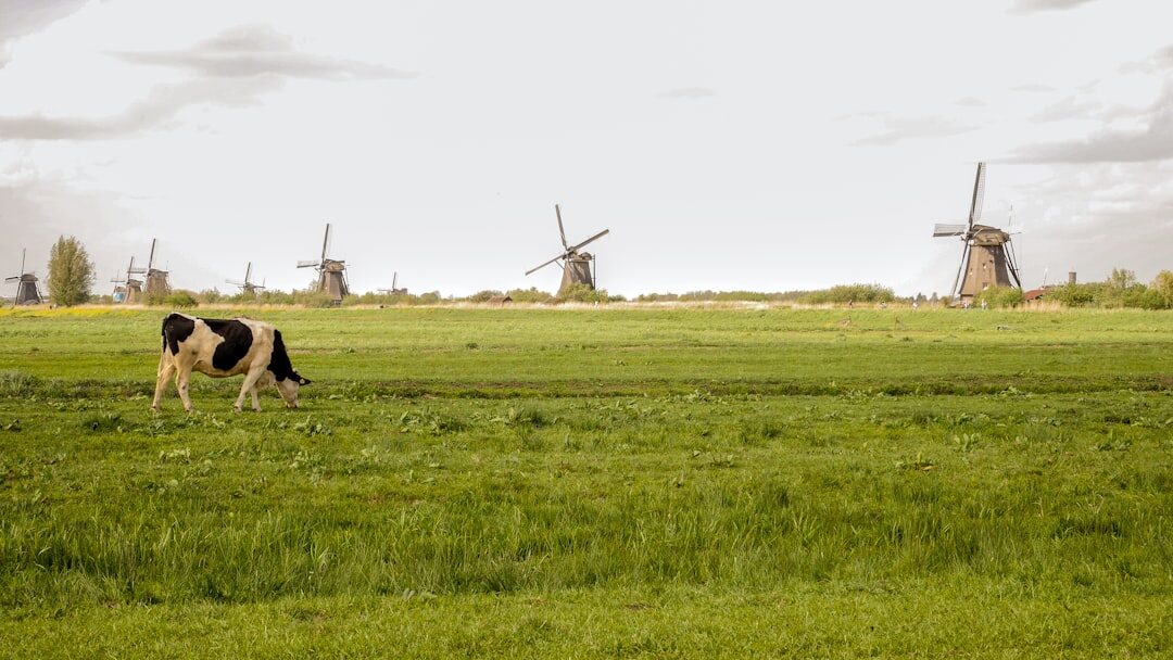 dutch countryside landscape